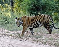 Corbett Tour with Golden Triangle